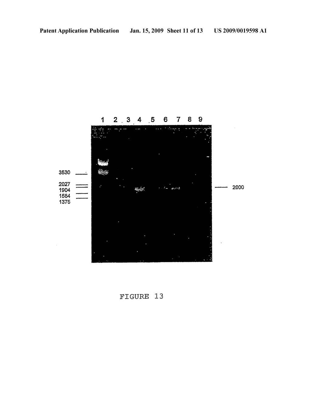 Anther specific promoters and uses thereof - diagram, schematic, and image 12