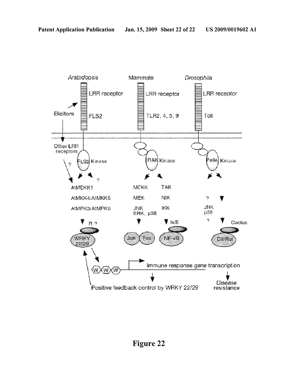 MASTER ACTIVATORS OF PATHOGEN RESPONSIVE GENES - diagram, schematic, and image 23