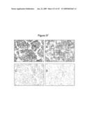 ANTIBODIES AND RELATED MOLECULES THAT BIND TO 161P2F10B PROTEINS diagram and image