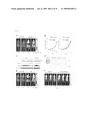 Orthotopic, controllable, and genetically tractable non-human animal model for cancer diagram and image