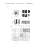 Orthotopic, controllable, and genetically tractable non-human animal model for cancer diagram and image