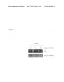 Orthotopic, controllable, and genetically tractable non-human animal model for cancer diagram and image