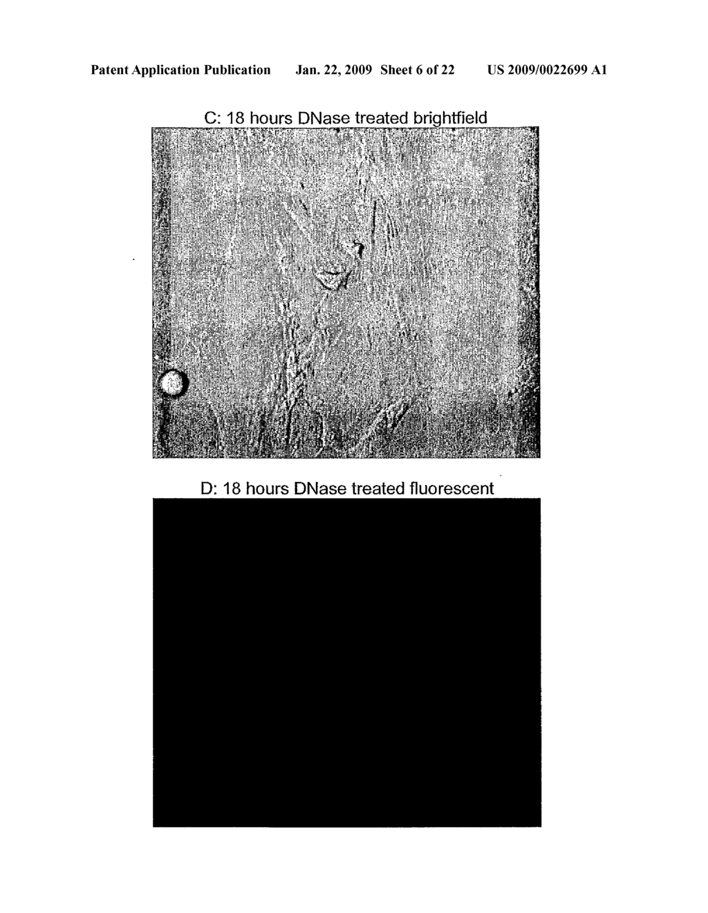 Method Of Genotypically Modifying Cells By Administration Of RNA - diagram, schematic, and image 07