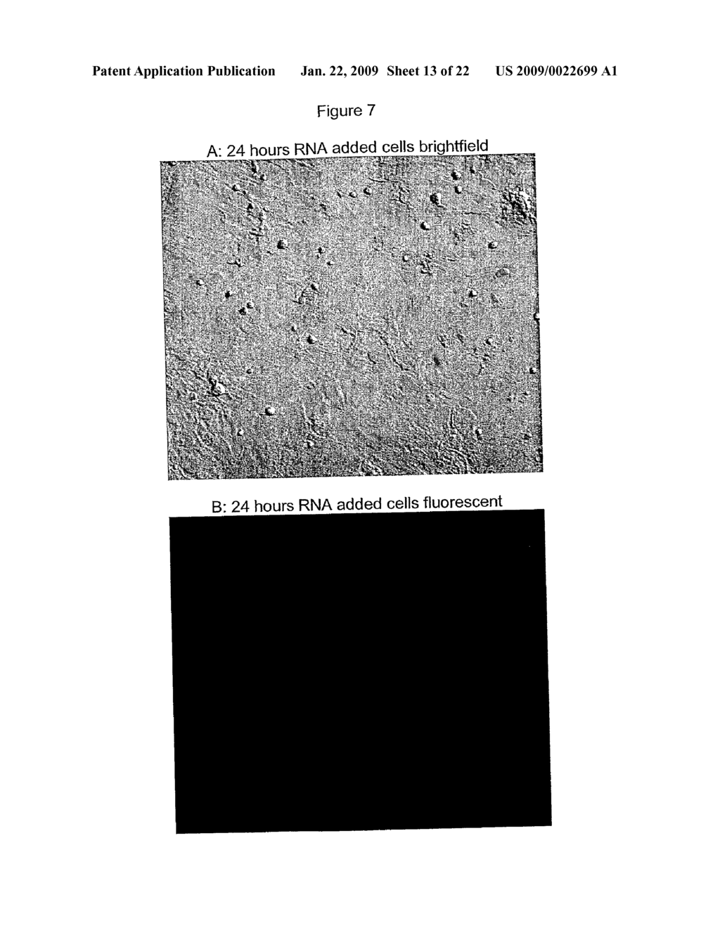 Method Of Genotypically Modifying Cells By Administration Of RNA - diagram, schematic, and image 14