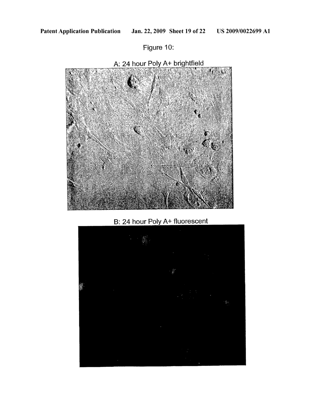 Method Of Genotypically Modifying Cells By Administration Of RNA - diagram, schematic, and image 20