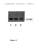 METHODS FOR INTRODUCING MANNOSE 6-PHOSPHATE AND OTHER OLIGOSACHARIDES ONTO GLYCOPROTEINS diagram and image