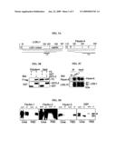 Lysyl oxidase-like 1 (LOXL1) and elastogenesis diagram and image