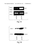 Trefoil Factors and Methods of Treating Proliferation Disorders Using Same diagram and image