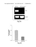 Trefoil Factors and Methods of Treating Proliferation Disorders Using Same diagram and image