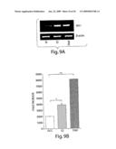 Trefoil Factors and Methods of Treating Proliferation Disorders Using Same diagram and image