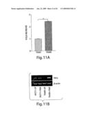 Trefoil Factors and Methods of Treating Proliferation Disorders Using Same diagram and image