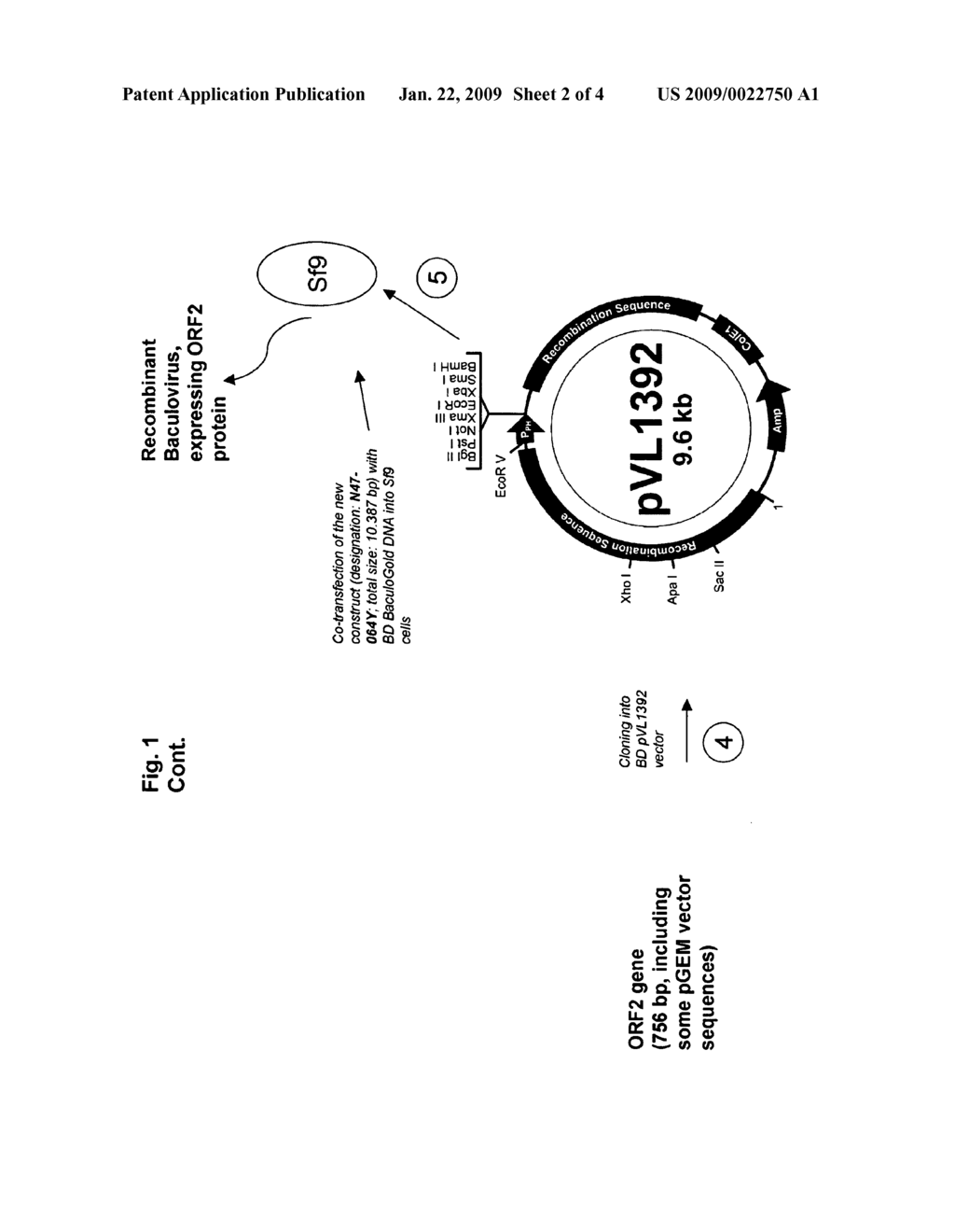 PCV2 IMMUNOGENIC COMPOSITIONS AND METHODS OF PRODUCING SUCH COMPOSITIONS - diagram, schematic, and image 03