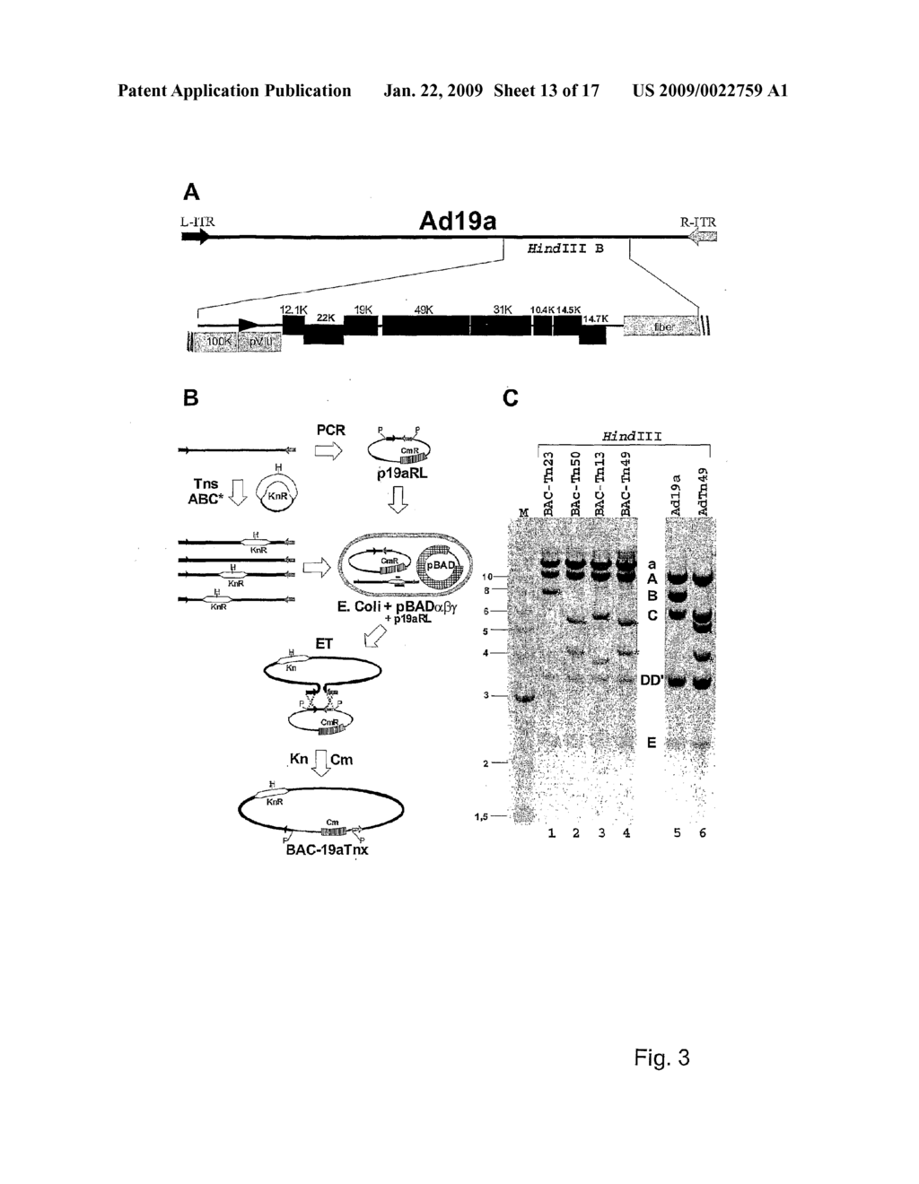 ADENOVIRUS VECTOR AND METHOD TO MANIPULATE THE ADENOVIRUS GENOME - diagram, schematic, and image 14