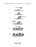 COMPOSITION AND METHOD FOR TREATMENT AND PREVENTION OF RESTENOSIS diagram and image