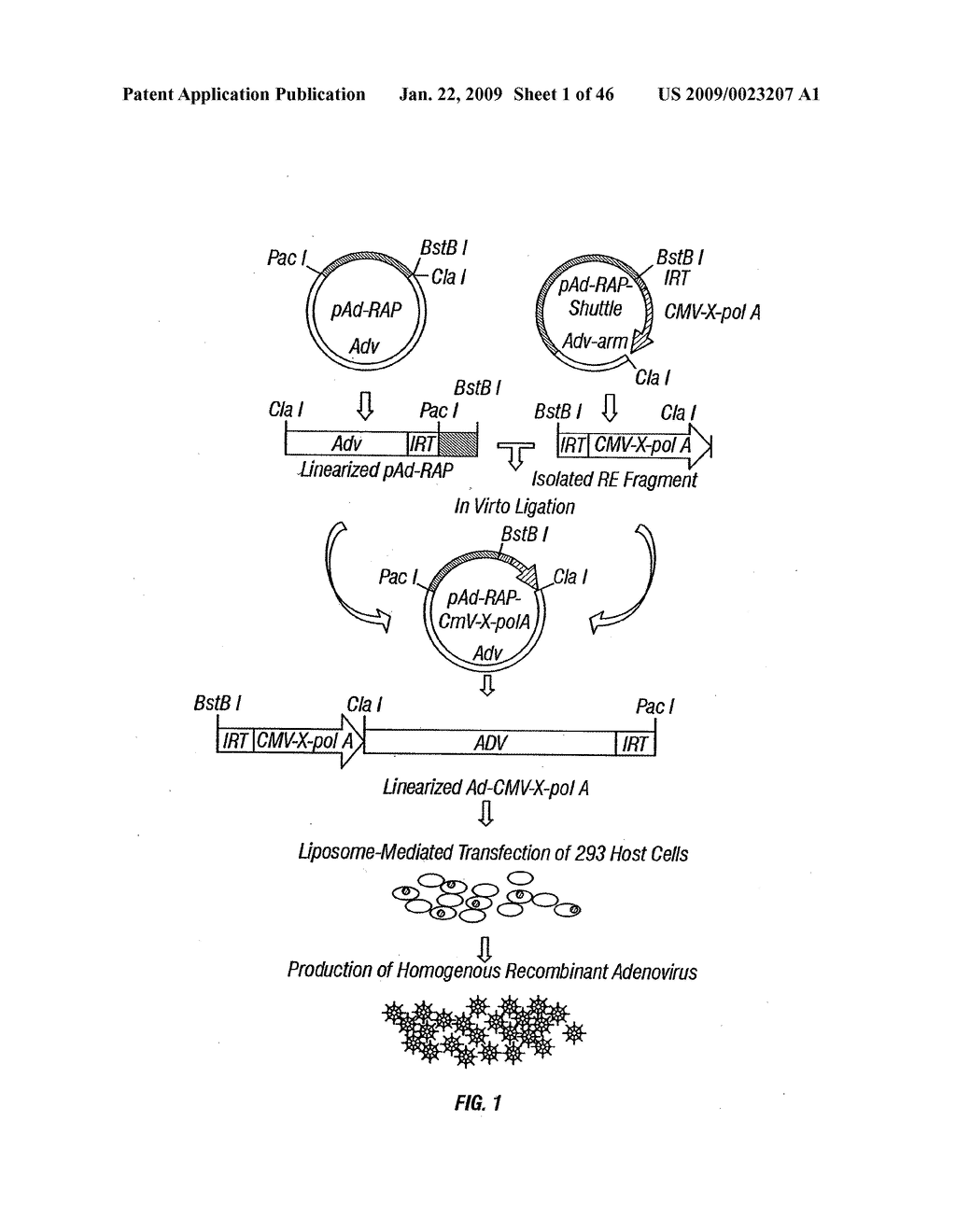 CHROMOSOME 3p21.3 GENES ARE TUMOR SUPPRESSORS - diagram, schematic, and image 02