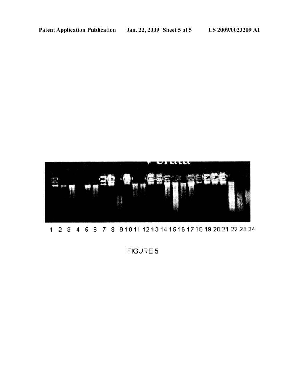 SOLUTION FOR THE INDEFINITE MAINTENANCE OF NUCLEIC ACIDS IN THE CELL OF ORIGIN THEREOF - diagram, schematic, and image 06