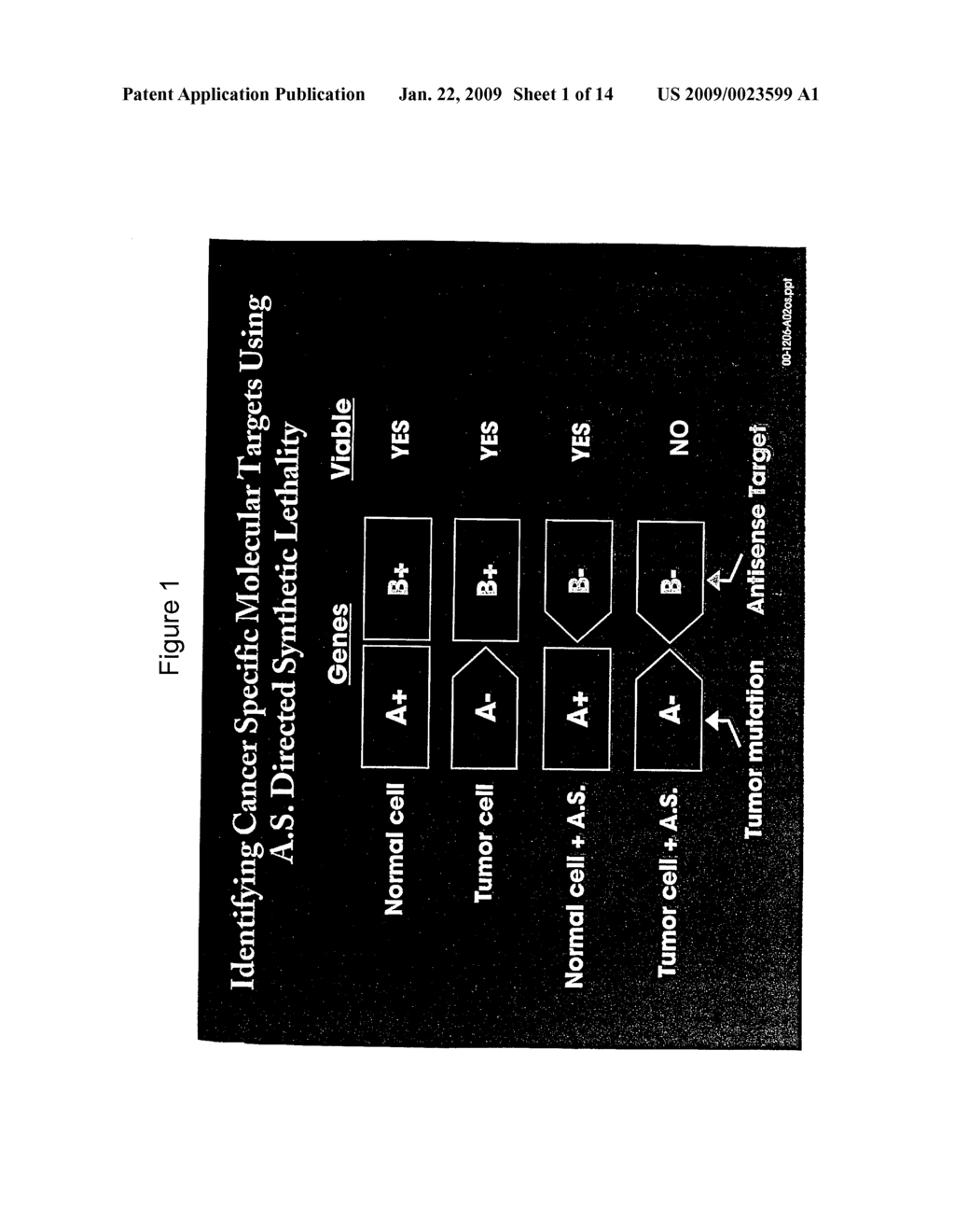 USE OF ANTISENSE OLIGONUCLEOTIDE LIBRARIES FOR IDENTIFYING GENE FUNCTION - diagram, schematic, and image 02