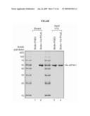 METHODS OF TRANSLATION AND/OR INFLAMMATION BLOCKADE diagram and image