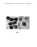 USE OF ANTIMICROBIAL PROTEINS AND PEPTIDES FOR THE TREATMENT OF OTITIS MEDIA AND PARANASAL SINUSITIS diagram and image