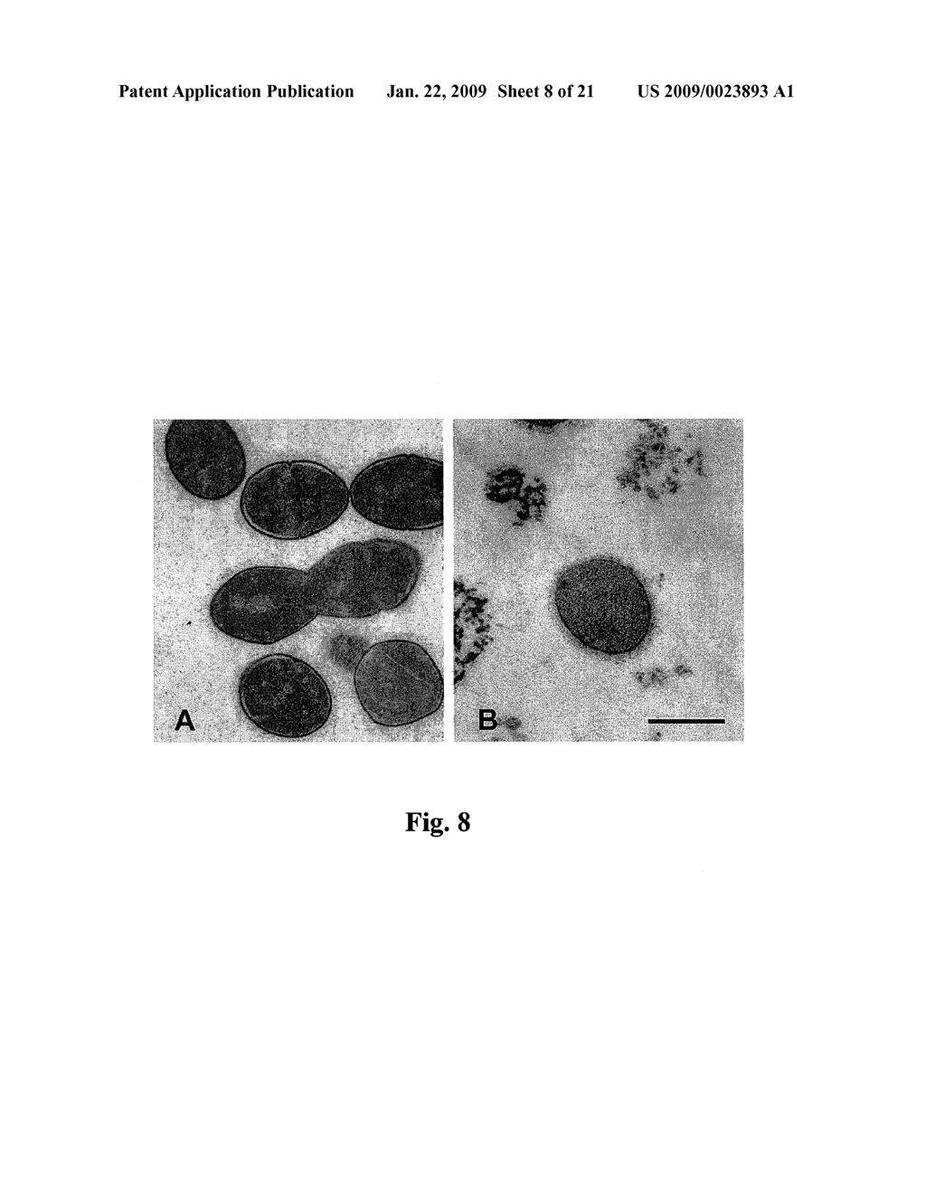 USE OF ANTIMICROBIAL PROTEINS AND PEPTIDES FOR THE TREATMENT OF OTITIS MEDIA AND PARANASAL SINUSITIS - diagram, schematic, and image 09