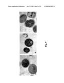 USE OF ANTIMICROBIAL PROTEINS AND PEPTIDES FOR THE TREATMENT OF OTITIS MEDIA AND PARANASAL SINUSITIS diagram and image