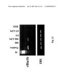 USE OF ANTIMICROBIAL PROTEINS AND PEPTIDES FOR THE TREATMENT OF OTITIS MEDIA AND PARANASAL SINUSITIS diagram and image