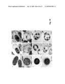 USE OF ANTIMICROBIAL PROTEINS AND PEPTIDES FOR THE TREATMENT OF OTITIS MEDIA AND PARANASAL SINUSITIS diagram and image