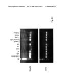 USE OF ANTIMICROBIAL PROTEINS AND PEPTIDES FOR THE TREATMENT OF OTITIS MEDIA AND PARANASAL SINUSITIS diagram and image