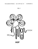 Neutralizing Antibody Against HGF diagram and image