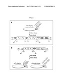 Neutralizing Antibody Against HGF diagram and image