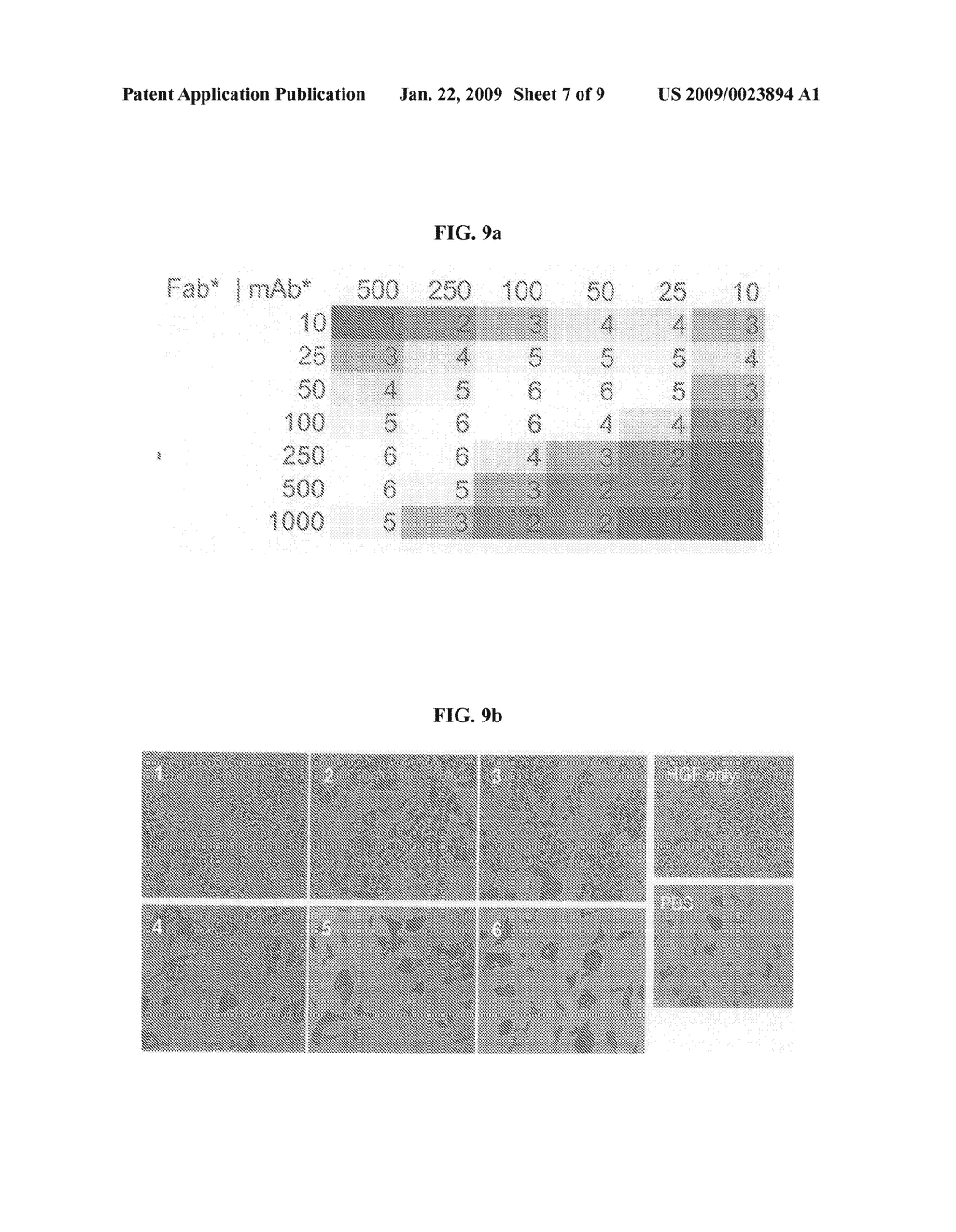 Neutralizing Antibody Against HGF - diagram, schematic, and image 08