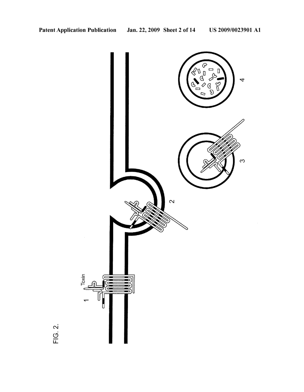 Degradable Clostridial Toxins - diagram, schematic, and image 03