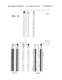 Transgenic animal model of bone mass modulation diagram and image