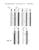 Transgenic animal model of bone mass modulation diagram and image