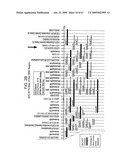 Transgenic animal model of bone mass modulation diagram and image