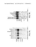 Transgenic animal model of bone mass modulation diagram and image