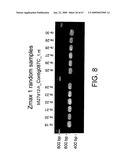 Transgenic animal model of bone mass modulation diagram and image