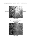 Transgenic animal model of bone mass modulation diagram and image