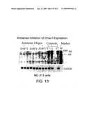 Transgenic animal model of bone mass modulation diagram and image