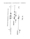 Transgenic animal model of bone mass modulation diagram and image