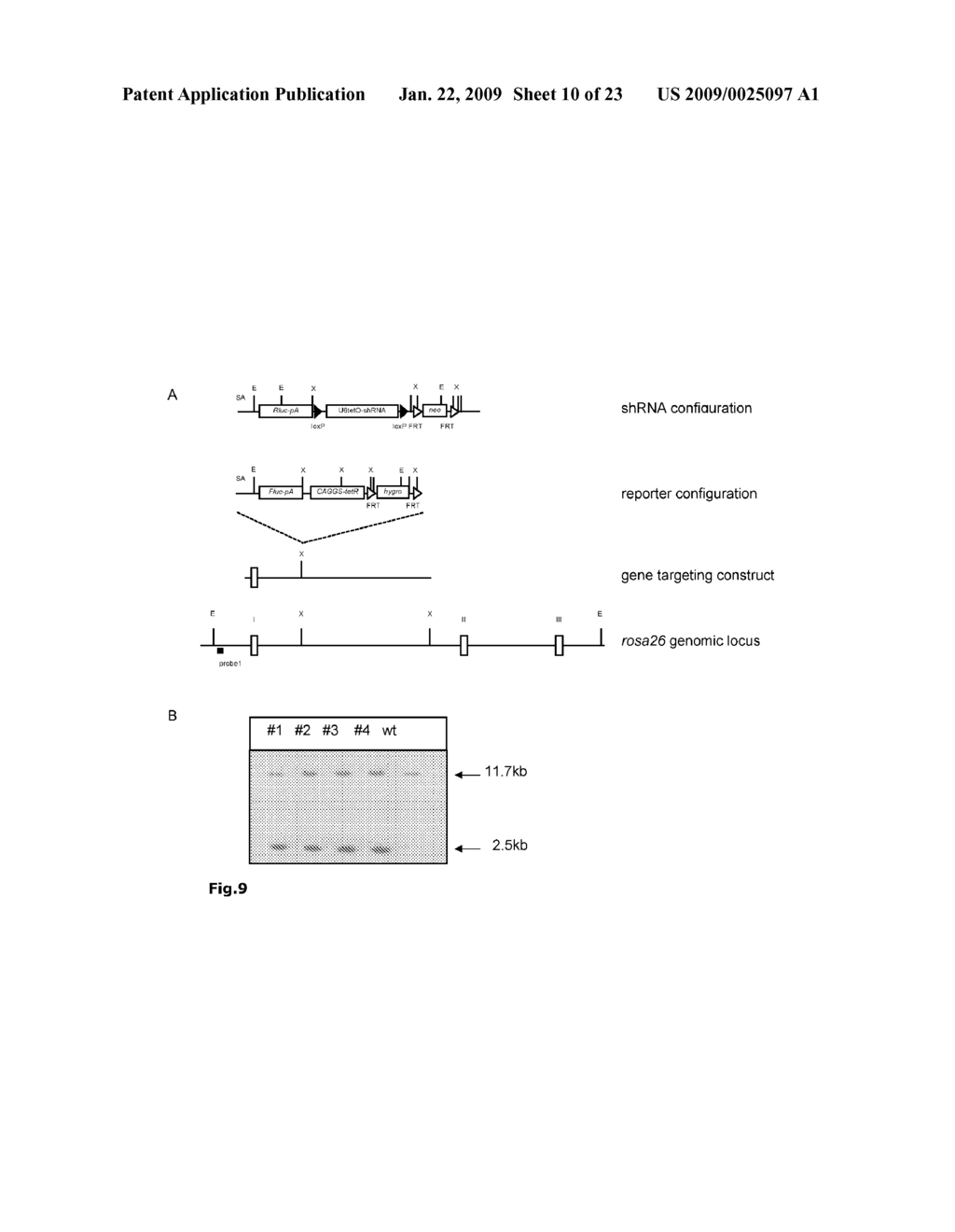 SHRNA AND SIRNA AND MIRNA EXPRESSION IN A LIVING ORGANISM UNDER CONTROL OF A CODON-OPTIMIZED REPRESSOR GENE - diagram, schematic, and image 11