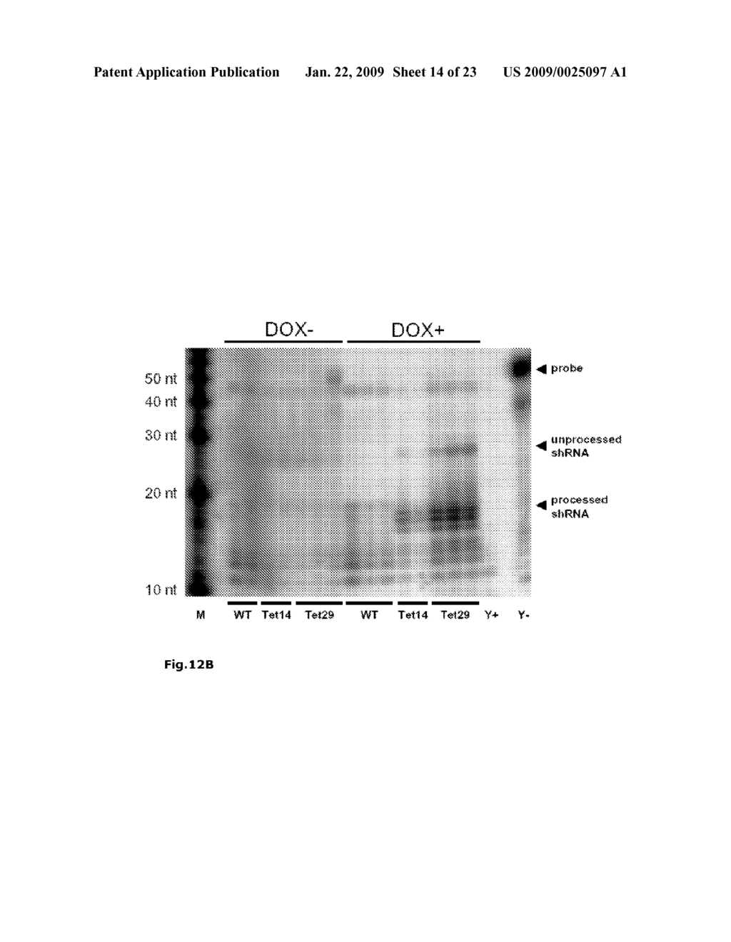 SHRNA AND SIRNA AND MIRNA EXPRESSION IN A LIVING ORGANISM UNDER CONTROL OF A CODON-OPTIMIZED REPRESSOR GENE - diagram, schematic, and image 15