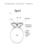 Head-Mounted Single Panel Stereoscopic Display diagram and image