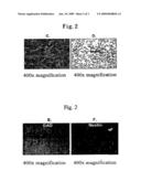 Preparation of multipotent stem cells and the use thereof diagram and image