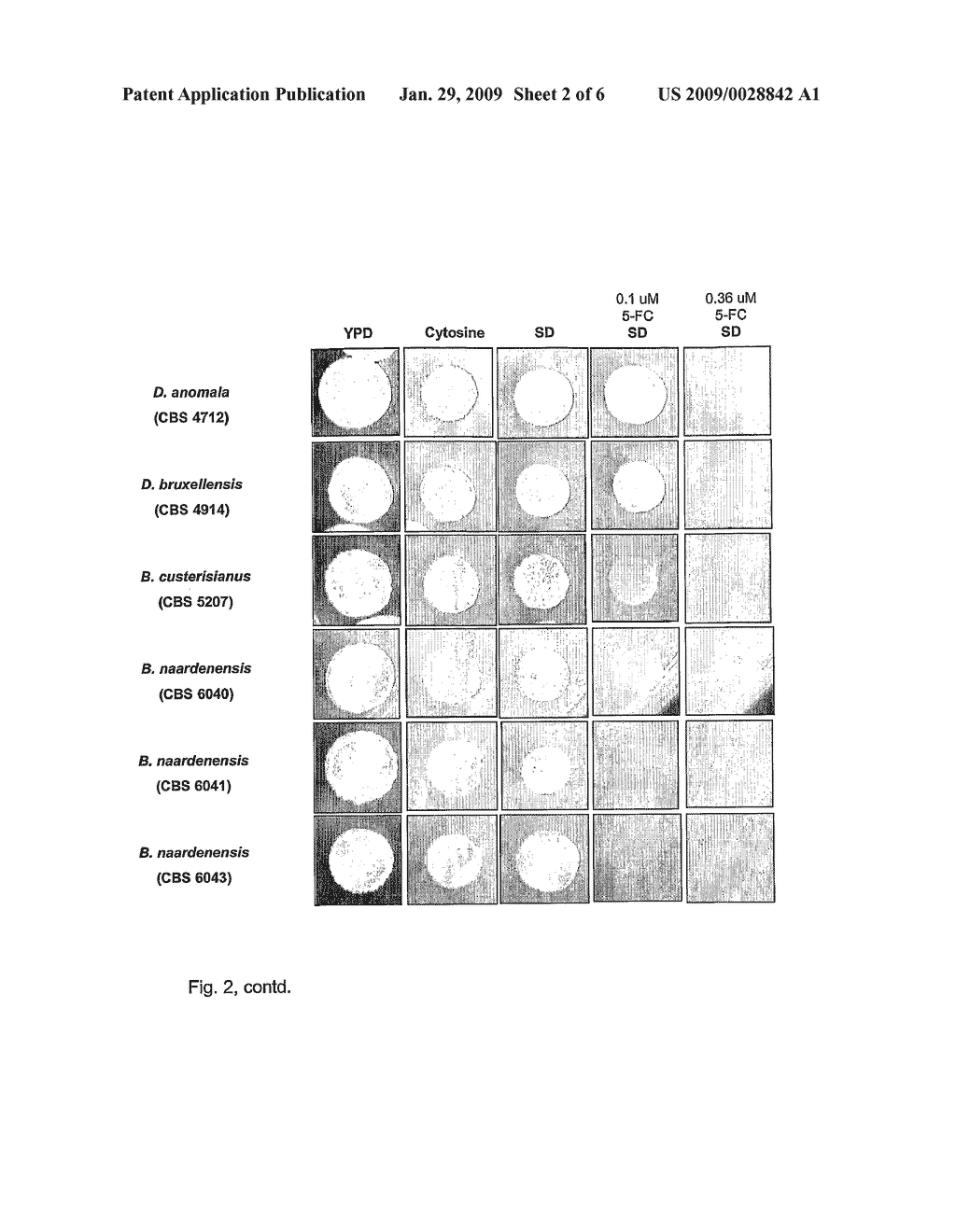 Dekkera/Brettanomyces Cytosine Deaminases And Their Use - diagram, schematic, and image 03