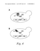 SEQUENCE BASED ENGINEERING AND OPTIMIZATION OF SINGLE CHAIN ANTIBODIES diagram and image