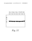 SEQUENCE BASED ENGINEERING AND OPTIMIZATION OF SINGLE CHAIN ANTIBODIES diagram and image