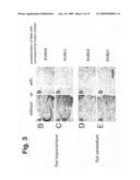 Novel Antibodies Directed to the Mammalian Eag1 Ion Channel Protein diagram and image