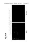 Novel Antibodies Directed to the Mammalian Eag1 Ion Channel Protein diagram and image