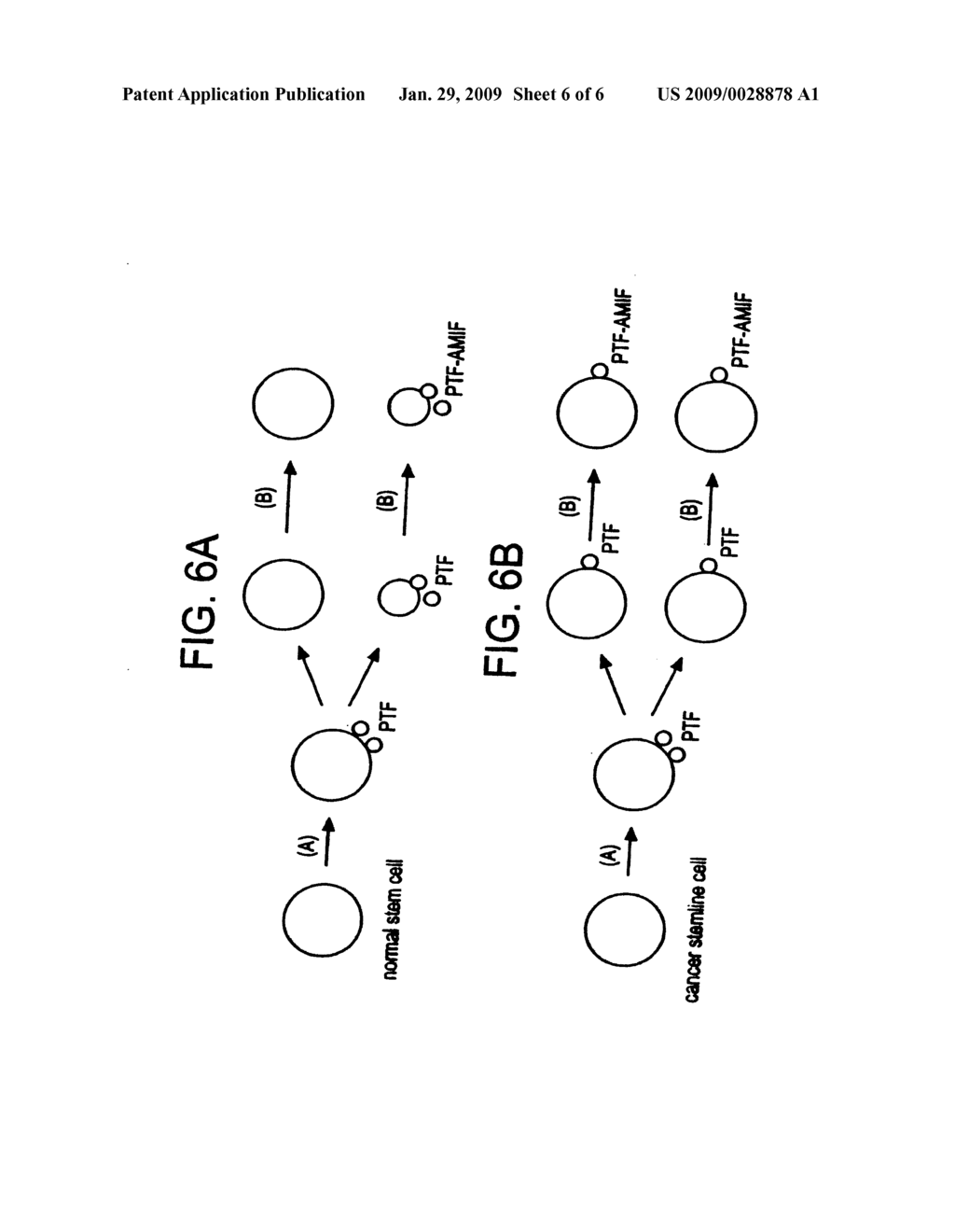 NOVEL METHODS OF CANCER DIAGNOSIS AND THERAPY TARGETED AGAINST A CANCER STEM LINE - diagram, schematic, and image 07